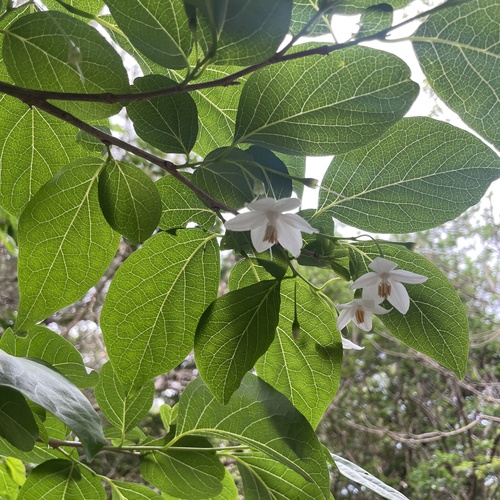 Styrax japonicus