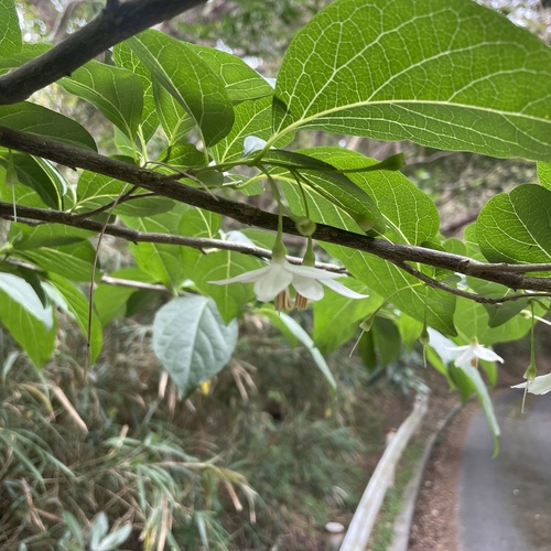 Styrax japonicus