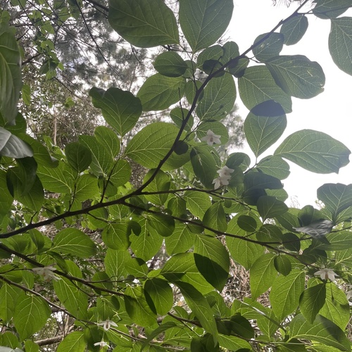 Styrax japonicus