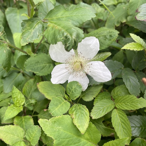 Rubus okinawensis iNat (2)