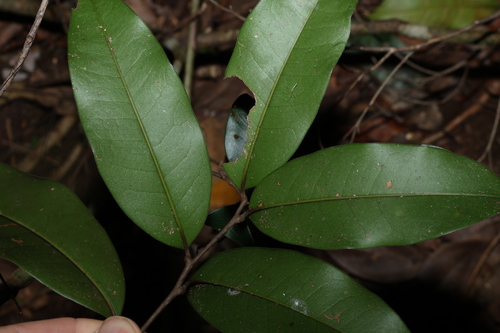 Image of Mischocarpus pyriformis by (c) Greg Tasney, some rights reserved (CC BY-SA)