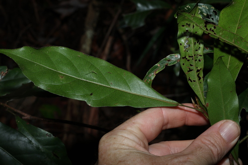 Image of Elaeocarpus eumundi by (c) Greg Tasney, some rights reserved (CC BY-SA)