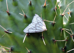 Neuromelia selectata