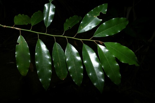 Galbulimima belgraveana observed 2025-03-02