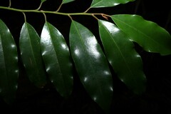 Galbulimima belgraveana, photograph (c) Greg Tasney, some rights reserved (CC BY-SA)