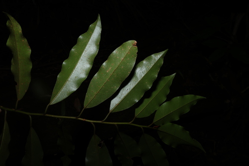 Galbulimima belgraveana, photograph 2