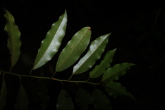 Galbulimima belgraveana, photograph (c) Greg Tasney, some rights reserved (CC BY-SA)