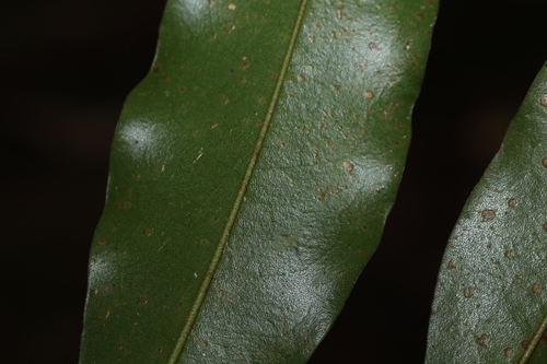 Galbulimima belgraveana, photograph 3
