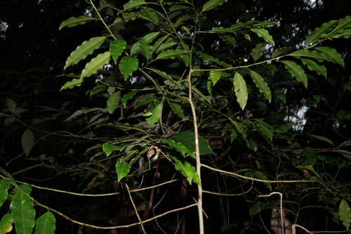 Galbulimima belgraveana, photograph 4