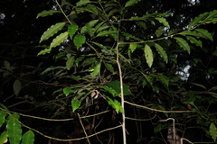 Galbulimima belgraveana, photograph (c) Greg Tasney, some rights reserved (CC BY-SA)