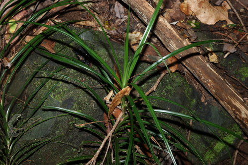 Image of Freycinetia excelsa by (c) Greg Tasney, some rights reserved (CC BY-SA)