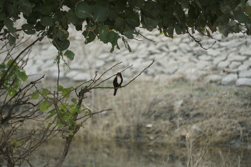 White-throated Kingfisher