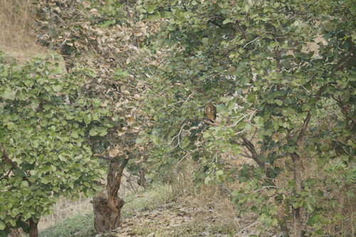 Rock Eagle-Owl