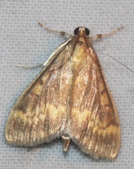 Ostrinia nubilalis