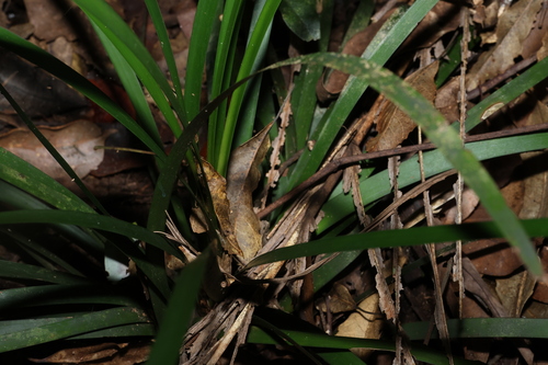 Image of Romnalda strobilacea by (c) Greg Tasney, some rights reserved (CC BY-SA)