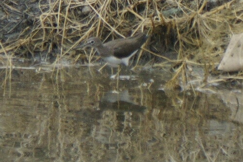 Green Sandpiper