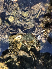 Charybdis orientalis