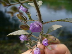 Hygrophila corymbosa