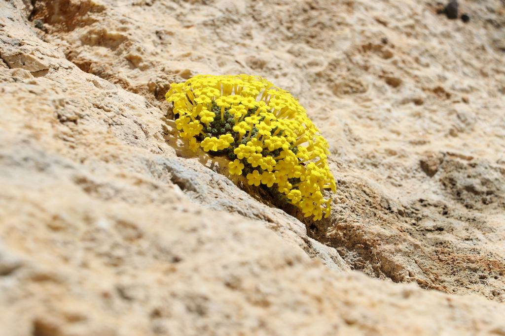 Dionysia lamingtonii