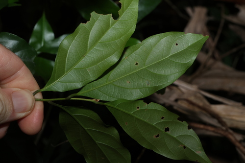 Image of Endiandra virens by (c) Greg Tasney, some rights reserved (CC BY-SA)