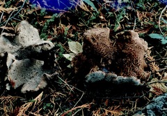 Sarcodon subincarnatus