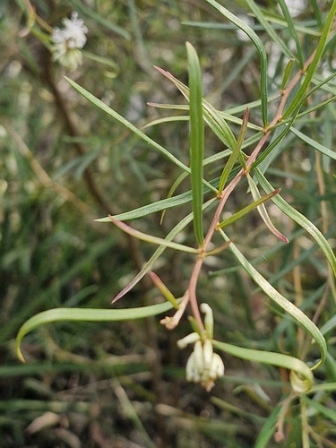 Image of Grevillea linearifolia by (c) ronavery, some rights reserved (CC BY)