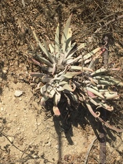 Dudleya virens insularis