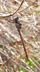 Macrothemis inacuta