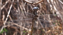 Macrothemis inacuta