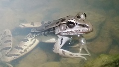 Lithobates sphenocephalus utricularius