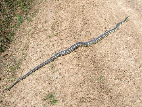 Coastal Carpet Python sighting