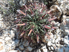 Ferocactus latispinus