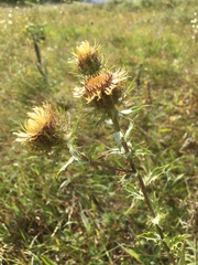 Carlina vulgaris