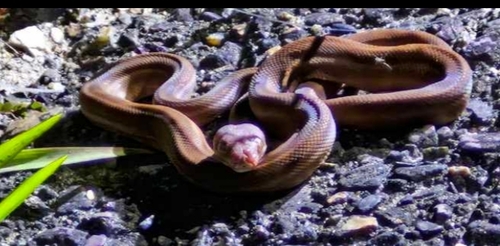 Coastal Carpet Python sighting