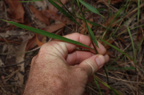 Image of Ischaemum australe by (c) Greg Tasney, some rights reserved (CC BY-SA)