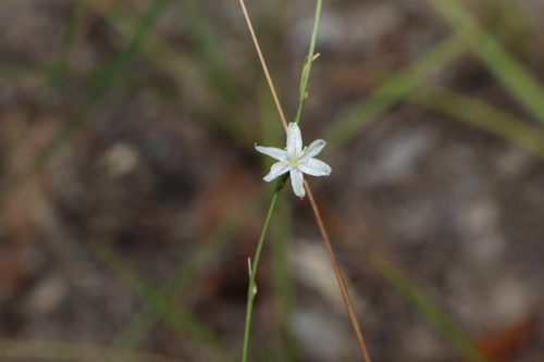 Image of Caesia parviflora by (c) Greg Tasney, some rights reserved (CC BY-SA)