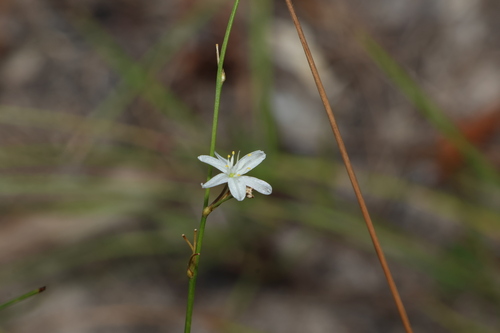 Image of Caesia parviflora by (c) Greg Tasney, some rights reserved (CC BY-SA)