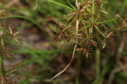 Image of Cyperus haspan by (c) Greg Tasney, some rights reserved (CC BY-SA)