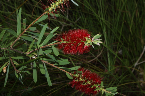 Image of Melaleuca pachyphylla by (c) Greg Tasney, some rights reserved (CC BY-SA)