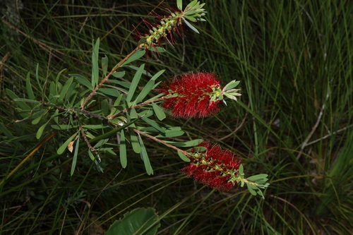 Image of Melaleuca pachyphylla by (c) Greg Tasney, some rights reserved (CC BY-SA)