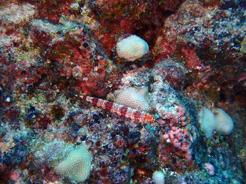 Synodus capricornis observed 2024-10-28