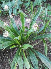 Plantago lanceolata