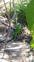 Iguana iguana