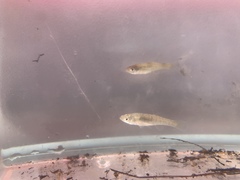 Fundulus diaphanus menona