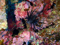 Lionfish