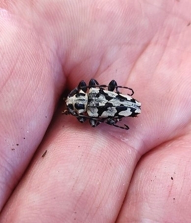 Aegomorphus homonymus