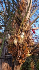 Encyclia adenocarpa