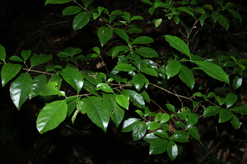 Image of Hodgkinsonia ovatiflora by (c) Greg Tasney, some rights reserved (CC BY-SA)