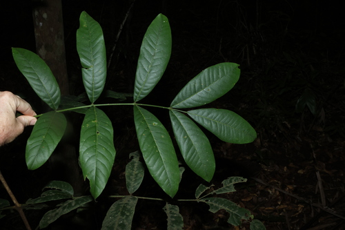 Image of Flindersia schottiana by (c) Greg Tasney, some rights reserved (CC BY-SA)