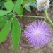 Mimosa sensitiva - Photo (c) Wilton Oliveira Matos,  זכויות יוצרים חלקיות (CC BY-NC-ND), הועלה על ידי Wilton Oliveira Matos